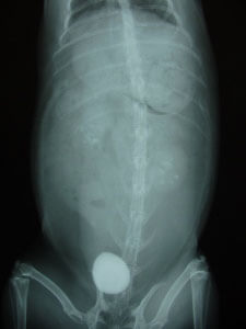膀胱結石と腎結石(うさぎのレントゲン写真)